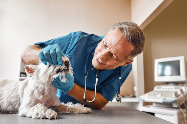 Best Emergency Dental Extractions in San Diego Country Estates, CA